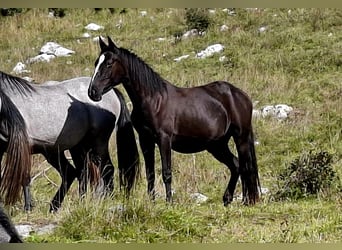 Lipizzaner, Stute, 2 Jahre, 153 cm, Brauner
