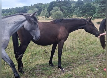 Lipizzaner, Stute, 2 Jahre, 153 cm, Brauner