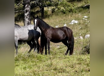 Lipizzaner, Stute, 2 Jahre, 153 cm, Brauner