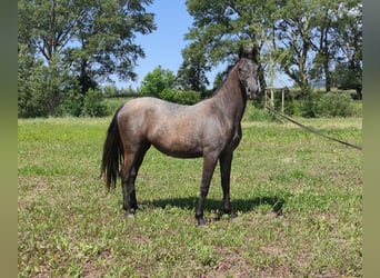 Lipizzaner, Stute, 2 Jahre, 155 cm, Schimmel