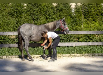 Lipizzaner, Stute, 2 Jahre, 162 cm, Schimmel