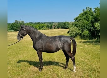 Lipizzaner, Stute, 2 Jahre, 165 cm, Schimmel