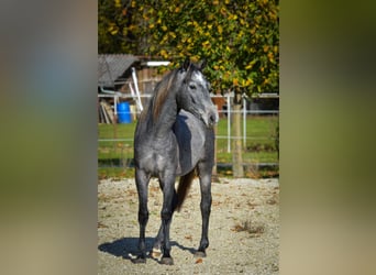 Lipizzaner, Stute, 3 Jahre, 150 cm