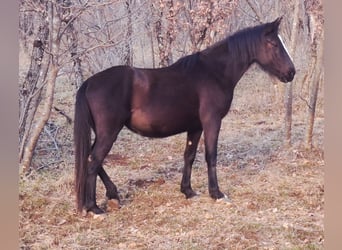 Lipizzaner, Stute, 3 Jahre, 150 cm, Dunkelbrauner