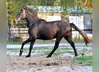 Lipizzaner Mix, Stute, 3 Jahre, 153 cm, Schimmel