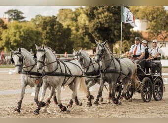 Lipizzaner, Stute, 3 Jahre, 162 cm, Schimmel