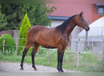 Lipizzaner, Stute, 3 Jahre, 165 cm, Rotbrauner