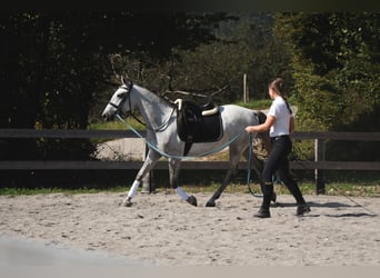 Lipizzaner, Stute, 4 Jahre, 148 cm, Schimmel