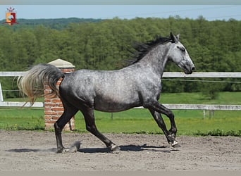 Lipizzaner, Stute, 4 Jahre, 155 cm, Schimmel
