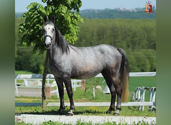 Lipizzaner, Stute, 4 Jahre, 155 cm, Schimmel