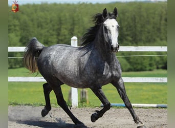 Lipizzaner, Stute, 4 Jahre, 155 cm, Schimmel