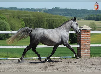 Lipizzaner, Stute, 4 Jahre, 155 cm, Schimmel