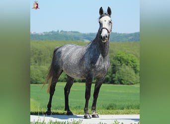 Lipizzaner, Stute, 4 Jahre, 155 cm, Schimmel