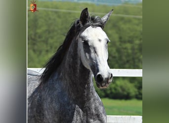 Lipizzaner, Stute, 4 Jahre, 155 cm, Schimmel