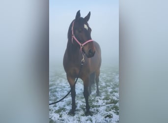 Lipizzaner, Stute, 4 Jahre, 160 cm, Brauner