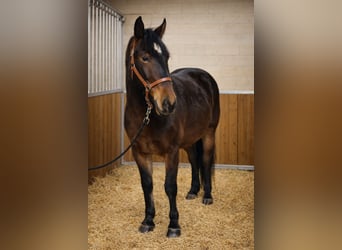 Lipizzaner, Stute, 4 Jahre, 160 cm, Brauner