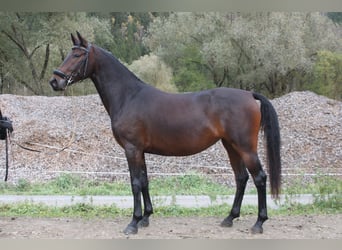 Lipizzaner, Stute, 4 Jahre, 160 cm, Rotbrauner