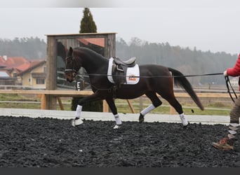 Lipizzaner, Stute, 4 Jahre, 165 cm, Brauner