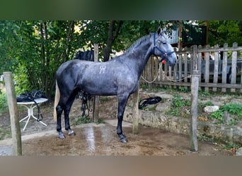 Lipizzaner, Stute, 4 Jahre, 173 cm, Schimmel