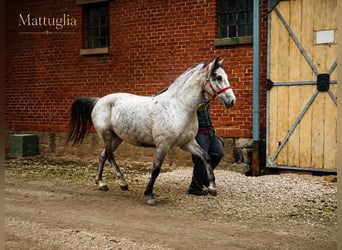 Lipizzaner, Stute, 5 Jahre, 154 cm, Fliegenschimmel