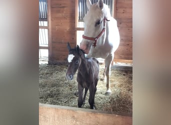 Lipizzaner, Stute, 5 Jahre, 160 cm, Schimmel