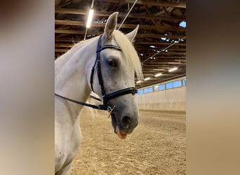 Lipizzaner, Stute, 5 Jahre, 164 cm, Schimmel