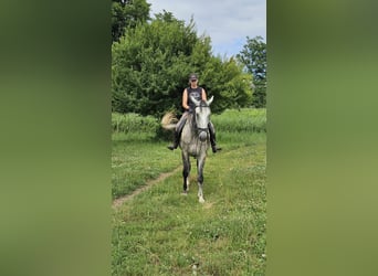 Lipizzaner, Stute, 6 Jahre, 168 cm, Schimmel