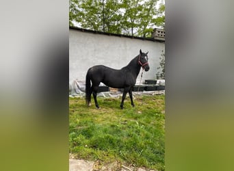 Lipizzaner, Stute, 7 Jahre, 155 cm, Rappe