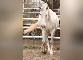 Lipizzaner, Stute, 7 Jahre, 172 cm, Schimmel