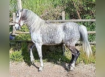 Lipizzaner Mix, Stute, 8 Jahre, 155 cm, Apfelschimmel