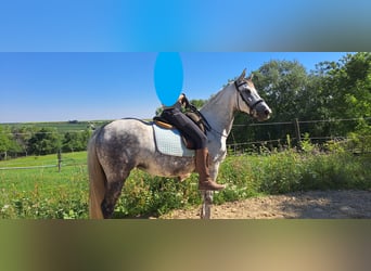Lipizzaner Mix, Stute, 8 Jahre, 155 cm, Apfelschimmel