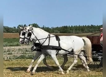 Lipizzaner, Stute, 8 Jahre, 160 cm, White