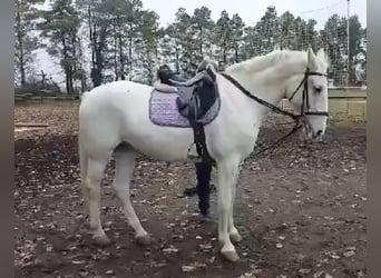 Lipizzaner, Stute, 8 Jahre, 160 cm, White