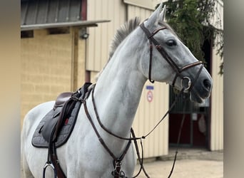 Lipizzaner Mix, Stute, 8 Jahre, 167 cm, Schimmel