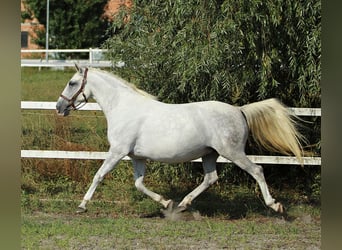 Lipizzaner, Stute, 8 Jahre, Schimmel