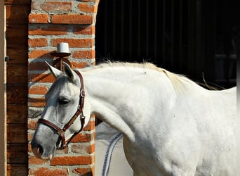 Lipizzaner, Stute, 8 Jahre, Schimmel