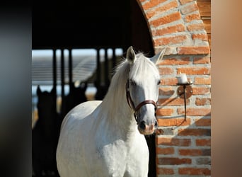 Lipizzaner, Stute, 8 Jahre, Schimmel
