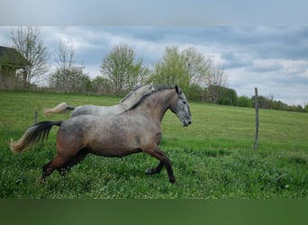Lipizzaner, Stute, 8 Jahre, Schimmel