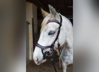 Lipizzaner Mix, Stute, 9 Jahre, 149 cm, Schecke