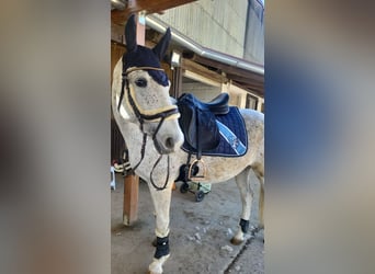 Lipizzaner Mix, Stute, 9 Jahre, 152 cm, Fliegenschimmel