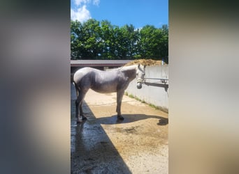 Lipizzaner Mix, Stute, 9 Jahre, 152 cm, Fliegenschimmel