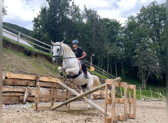 Lipizzaner, Stute, 9 Jahre, 152 cm, Schimmel