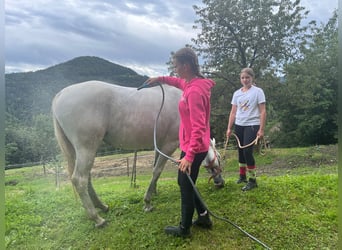 Lipizzaner, Stute, 9 Jahre, 152 cm, Schimmel