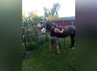 Lipizzaner, Stute, 9 Jahre, 160 cm, Schimmel