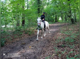 Lipizzaner, Stute, 9 Jahre, Schimmel
