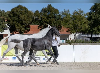 Lipizzaner, Stute, Fohlen (04/2026), 164 cm, Schimmel