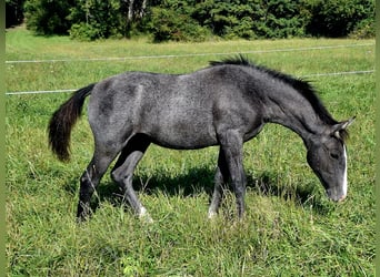 Lipizzaner, Stute, Fohlen (05/2025), Rappschimmel