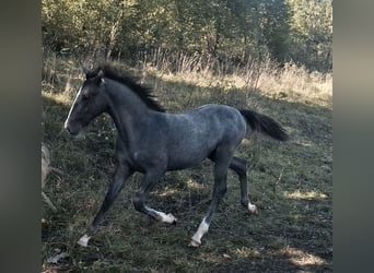 Lipizzaner, Stute, Fohlen (05/2025), Rappschimmel