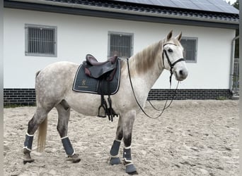 Lipizzaner, Valack, 10 år, 156 cm, Grå-flugskimmel