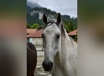 Lipizzaner, Valack, 10 år, 170 cm, Grå